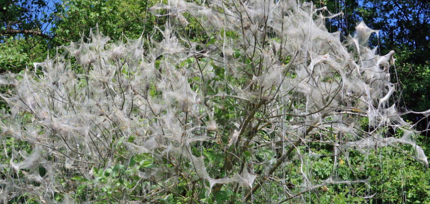 Sieht gespenstisch aus, ist aber harmlos: Gespinstmotten sorgen für kahle Gehölze mit silbrig glänzendem Schleier 
