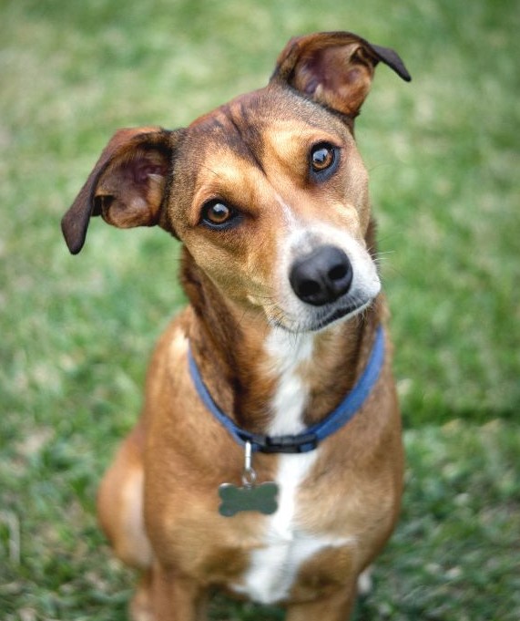 Hundesteuer wird am 1. Juli fällig